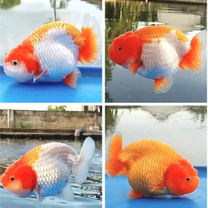 Ikan Mas Koki Rancu Red White Fancy Ikan Hias Aquarium Goldfish Terbaru 