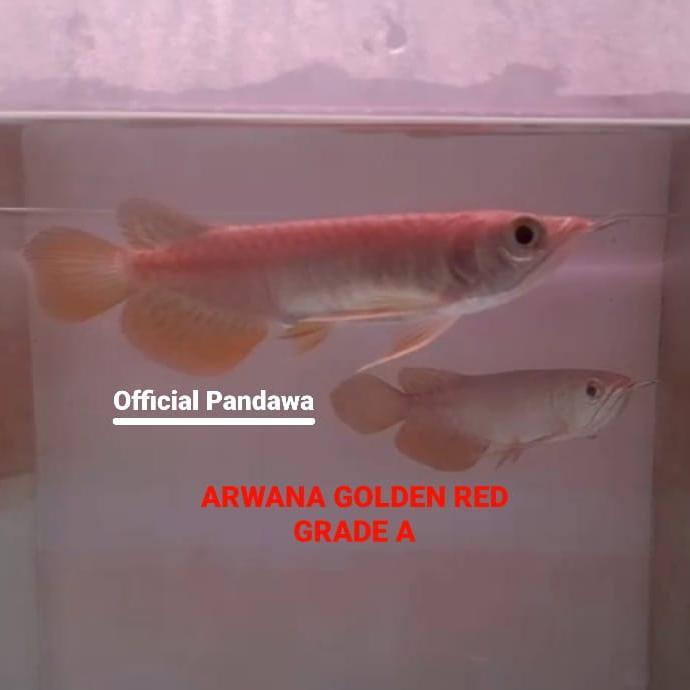 Pandawa - Arwana Golden Red Grade A - Size 14-15 Cm Terbaru 