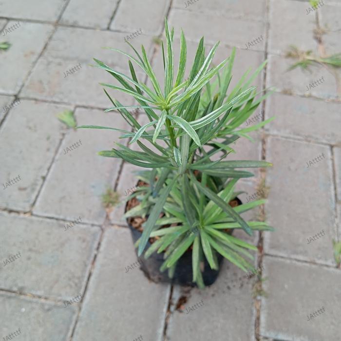 READY Tanaman Lohansung Variegata