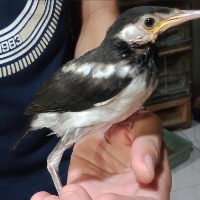 jalak suren anakan