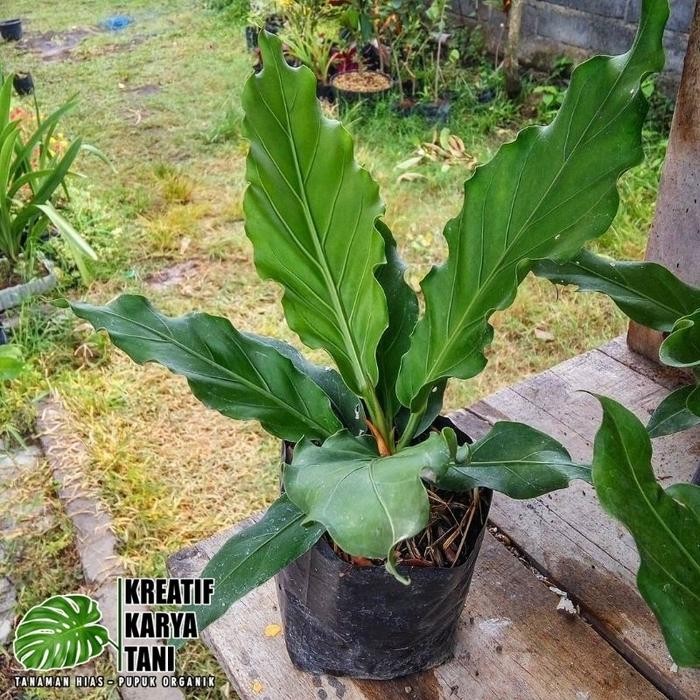 Anthurium gelombang cinta - Anturium gelombang cinta
