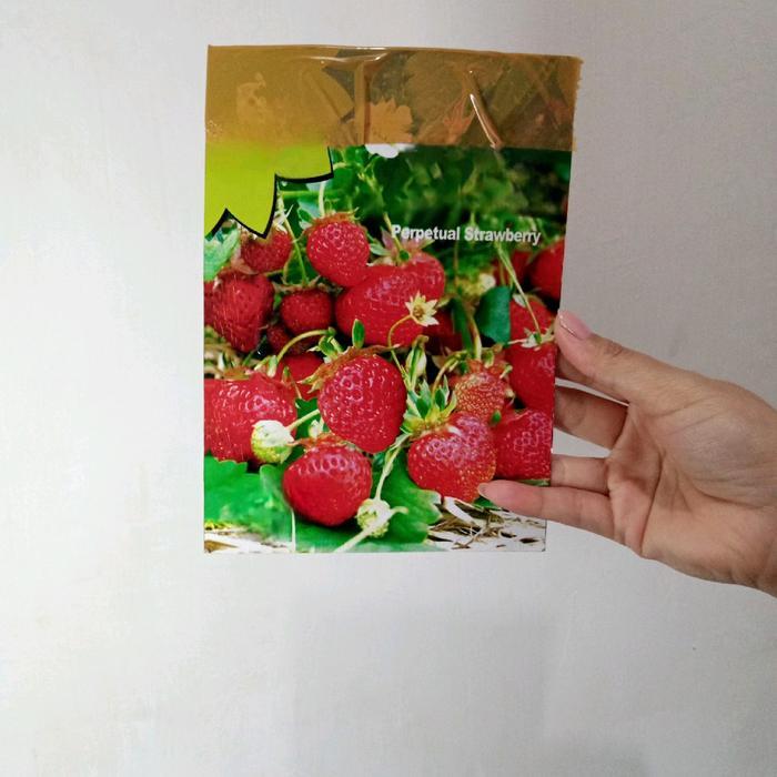 BENIH STRAWBERRY MERAH JUMBO