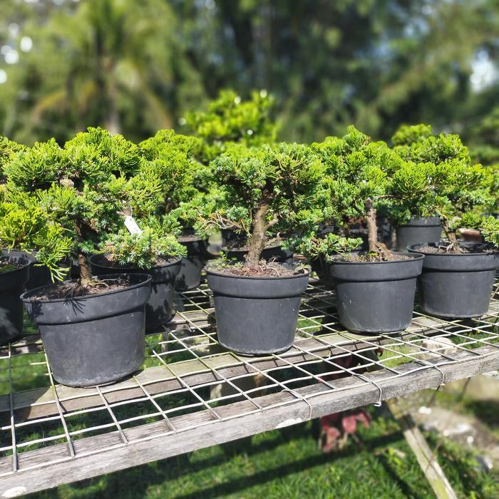 Tanaman hias bonsai Cemara green sinensis sudah jadi