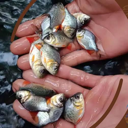 bibit benih ikan bawal
