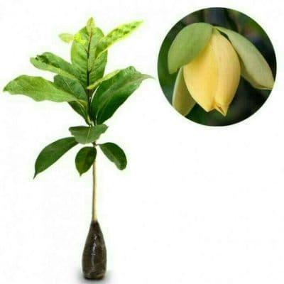 4bdw- Tanaman Cempaka Gondok Kuning