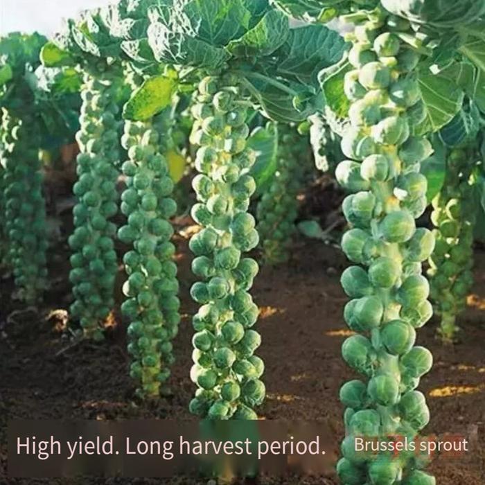 3pcs Benih Bibit Sayur Brussel Sprout / Kubis Mini Hijau/Ungu / Benih Brussel Seeds