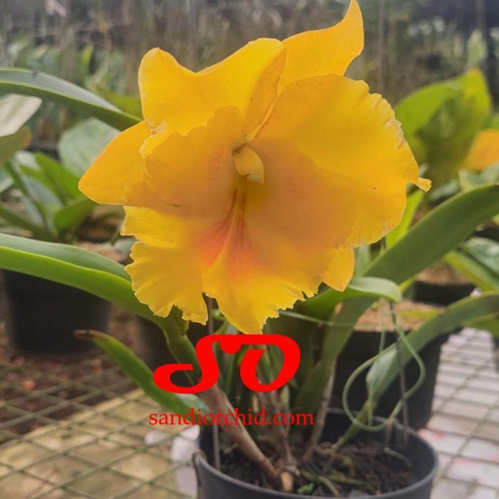 Cattleya Blc Haadyai delight
