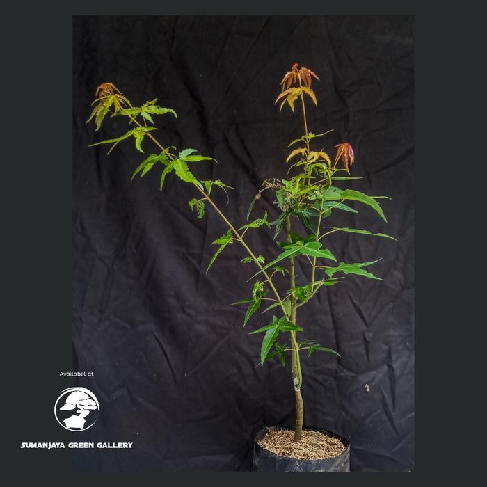 pohon maple jepang murah