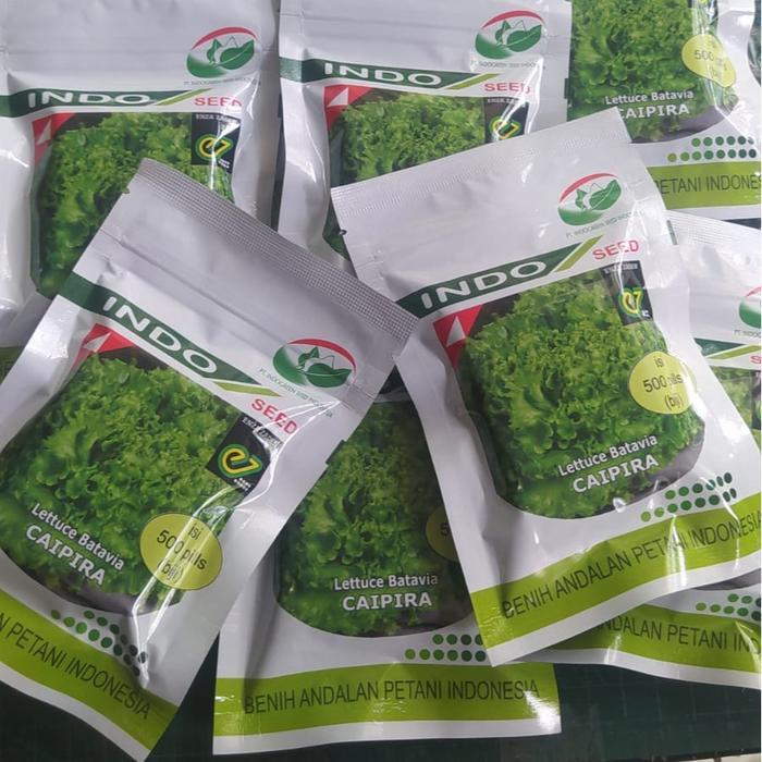 Raflezia Benih Selada Caipira Batavia Indo Seed 500 Pils