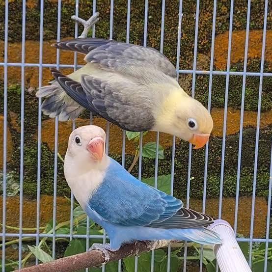 Ready Burung Lovebird Sepasang Biola Blue x Biola euwing Violet Rawatan Aman Makan Biji-bijian EF