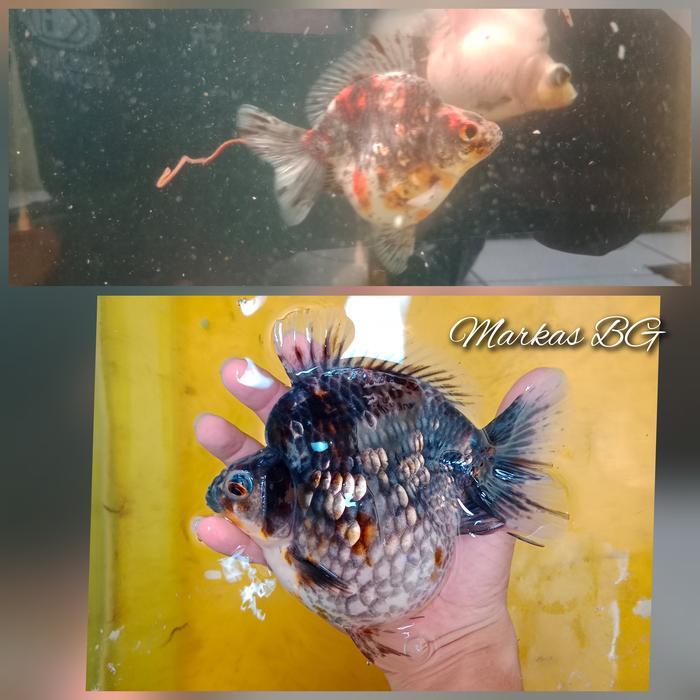 Pelet Koki Koi / Bg Food / Goldfish Food 1Kg