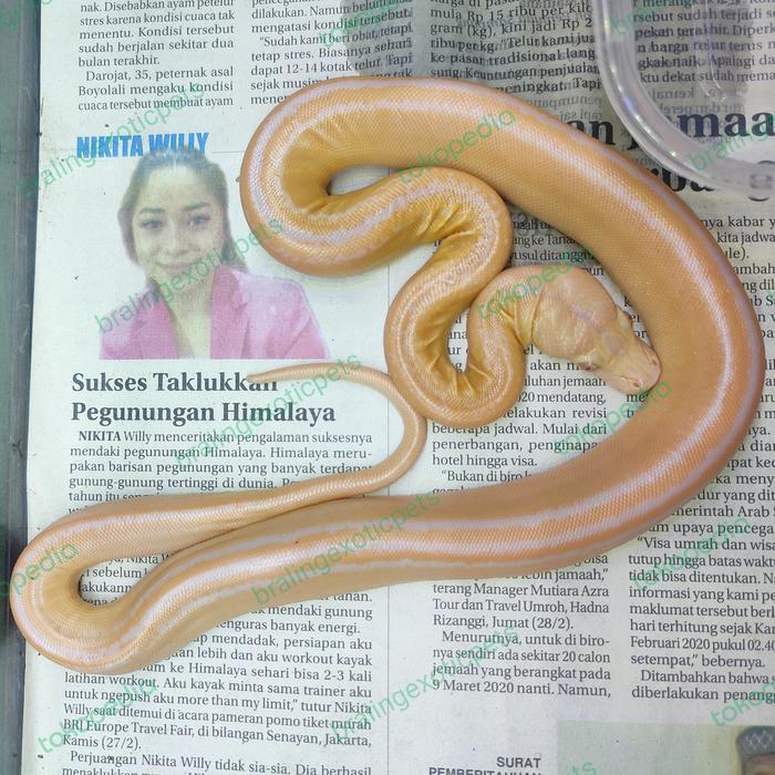 Ready retic goldenchild tiger albino