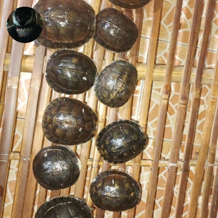 Ready SJ Kura-Kura Ambon Batok Indukan Per Ekor Size 10cm-20cm Packing Stok Banyak