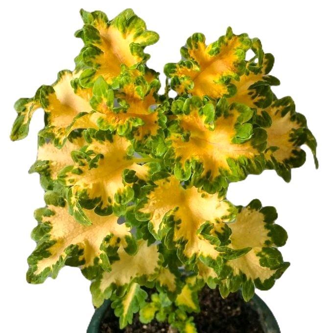 tanamanhias miana kuning hijau - tanaman miana Alami