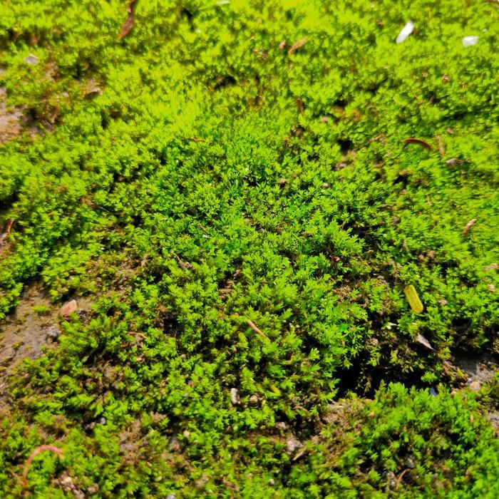 Lumut hiasan bonsai kelapa - lumut liar - lumut hidup - tanaman lumut