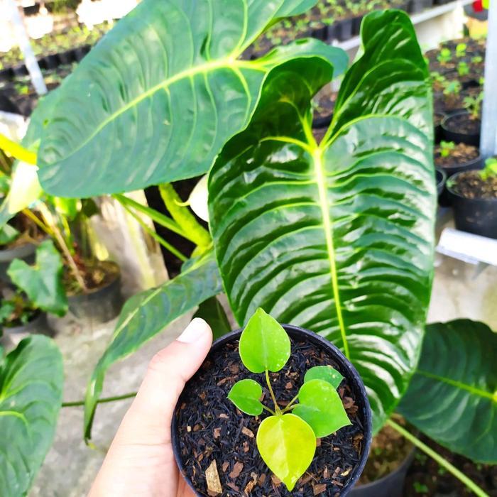 Tanaman Anthurium Veitchii (Baby)