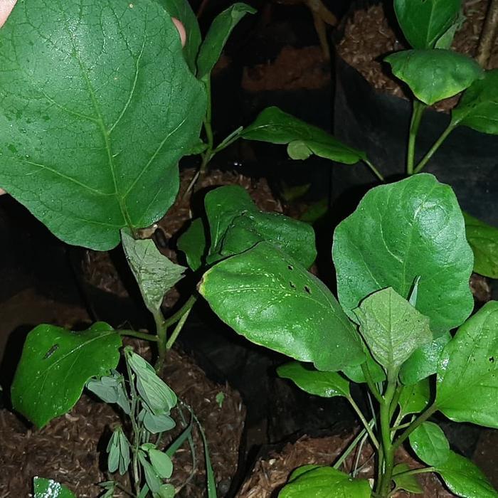 Bibit terong ungu panjang/tanaman buah terong ungu