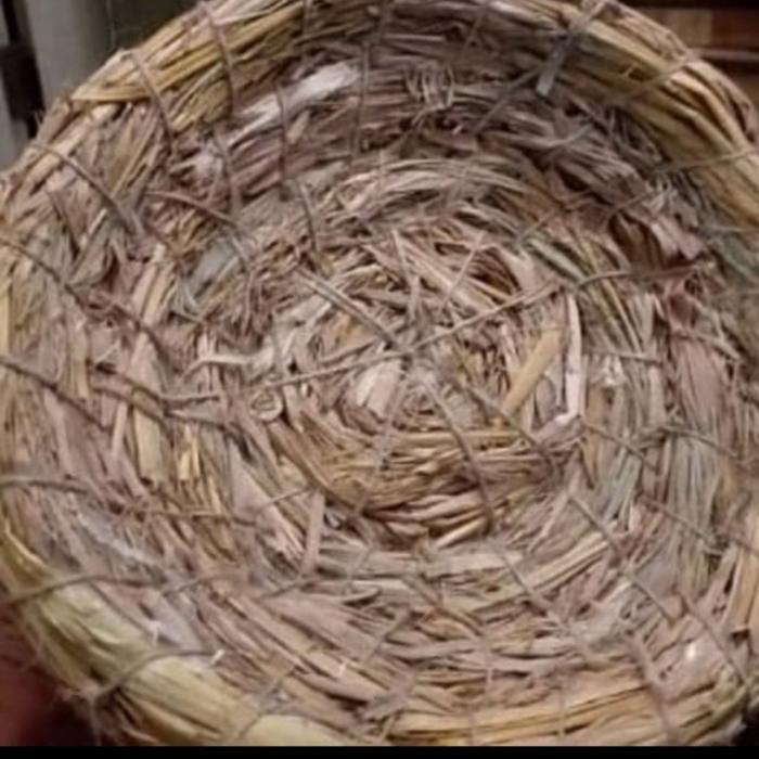 Sarang Goni Sarang Bertelur Burung Dara Pos Ayam Kate Sarang Bertelur