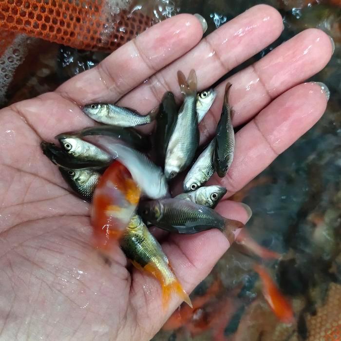 33og- Hiasan Aquarium Umpan Predator Anakan Ikan Mas Literan