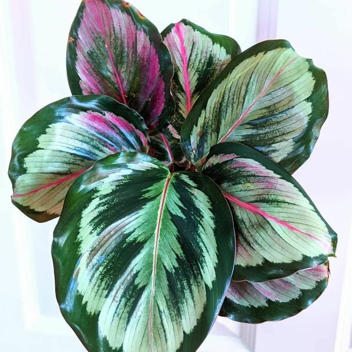 tanaman hias calathea medalion v2 calatea medallion v2