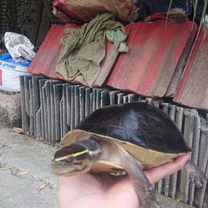 Viva - Kura Kura Ambon Batok Jumbo Free Pelet