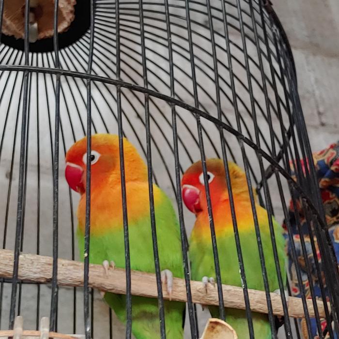 Lovebird Pasjo Sepasang