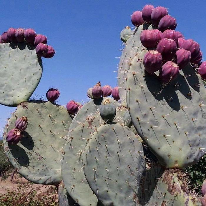 Opuntia Robusta Giant Fresh cut