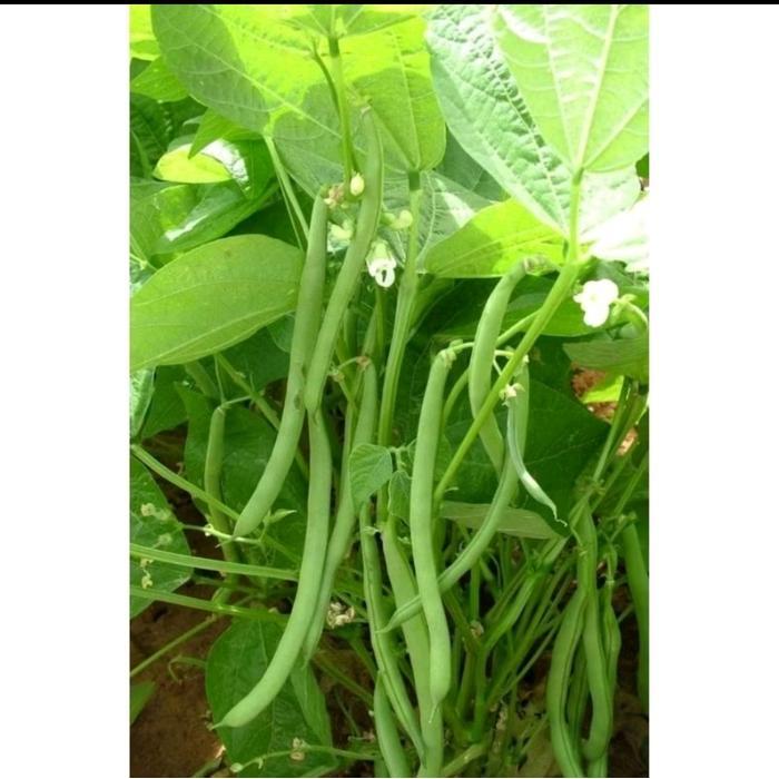 Raflezia Biji Benih Buncis Tegak/Buncis Baby Kemasan Premium