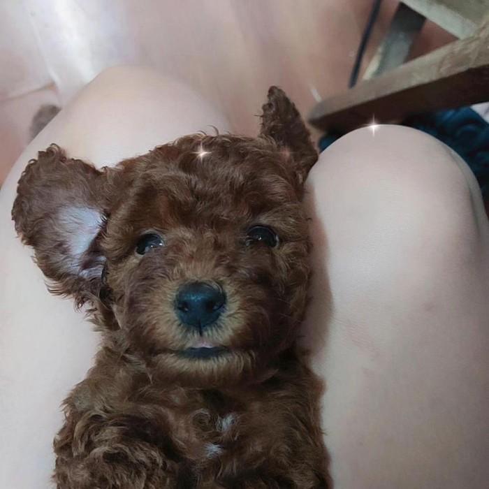 anak anjing red toy poodle peliharaan