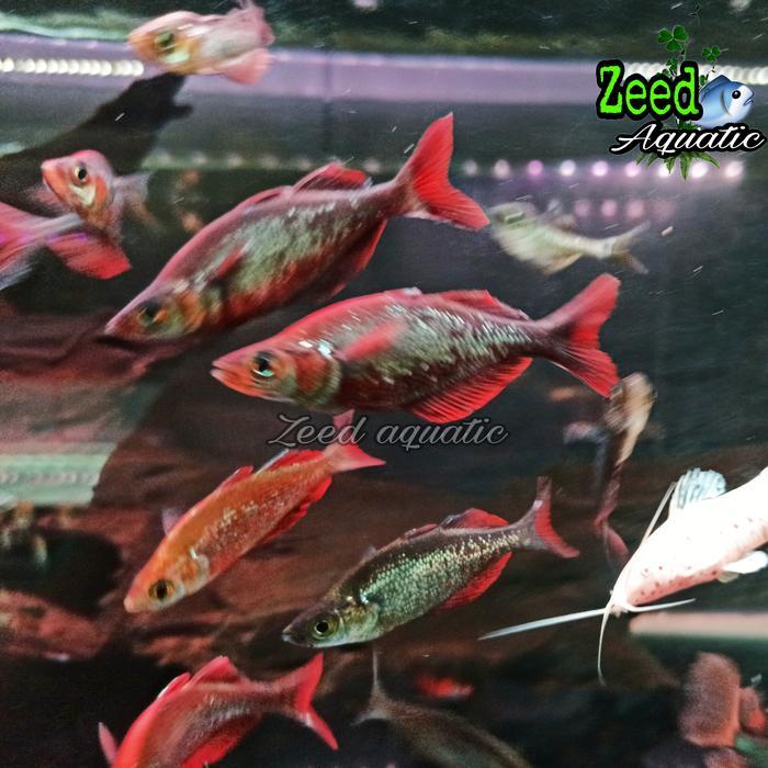 Diskon Ikan Hias Air Tawar Red Rainbow Merah Hiasan Aquarium Aquascape Paludarium Biotope Original