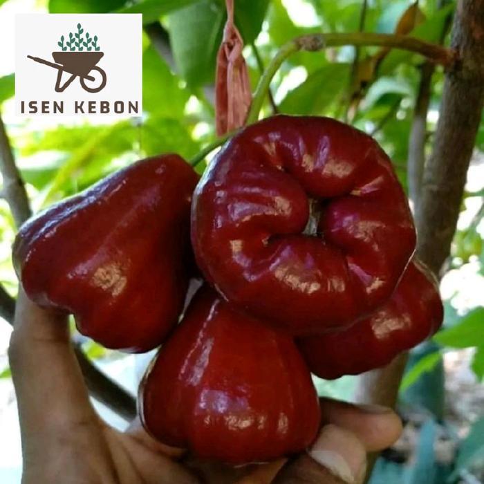 Promo Bibit Jambu Air Cangkok Dan Okulasi Citra Merah Jumbo Jamaika Deli Madu Hijau Dalhari Madu