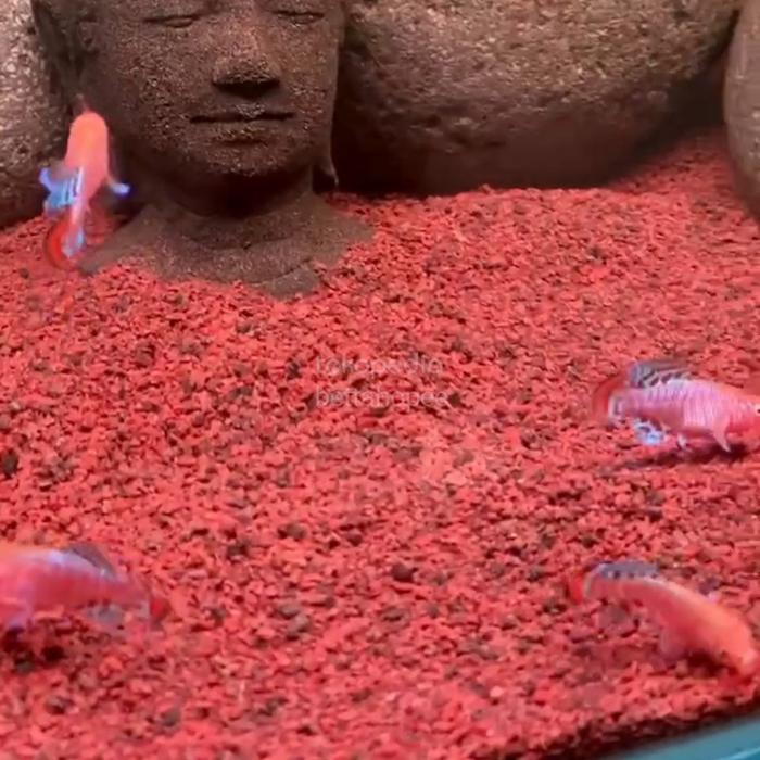 Killifish Rachovii (Sepasang)