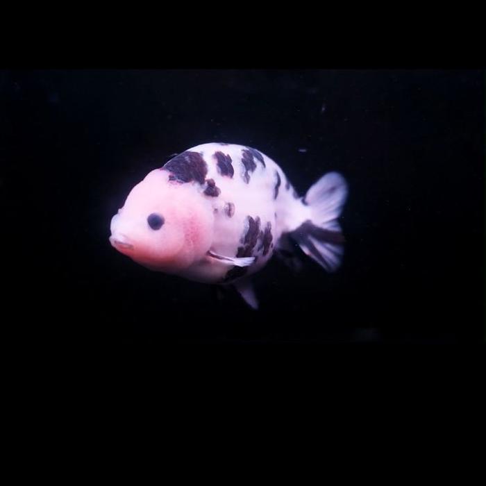 Ikan Koki Ranchu Tancho Pesanan Khusus Terbaru 