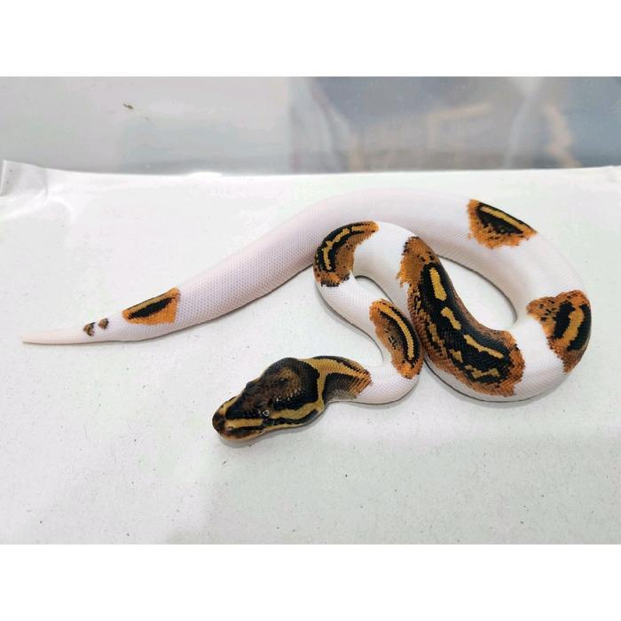 Ready Ball Python Yellow Belly Pied YB Female