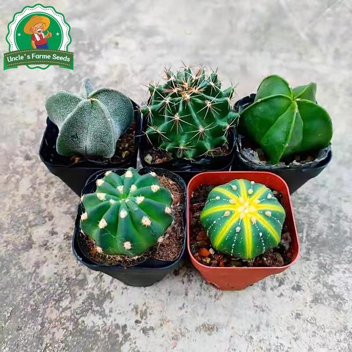 6 Biji Kaktus Acak Untuk Menanam, Biji Bunga Untuk Berkebun, Biji Tanaman Kaktus Langka, Biji