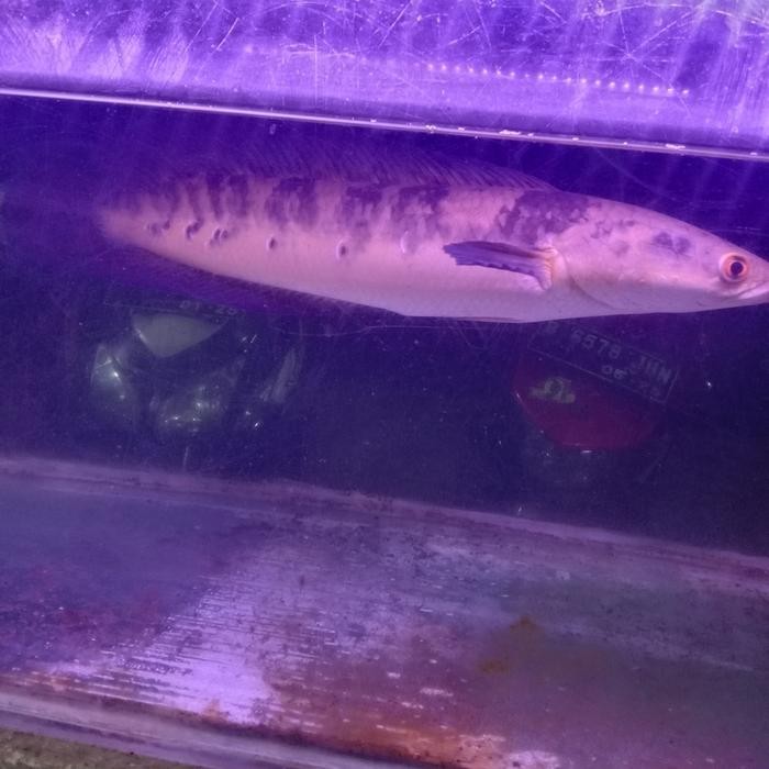 IKAN CHANA MARU YELLOW SENTARUM 50CM