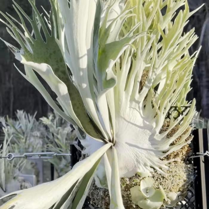Platycerium Veitchii Auburn River original sporeling sesuai foto rawatan