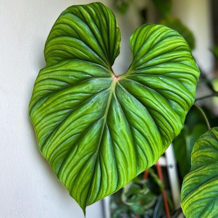philodendron plowmanii black face