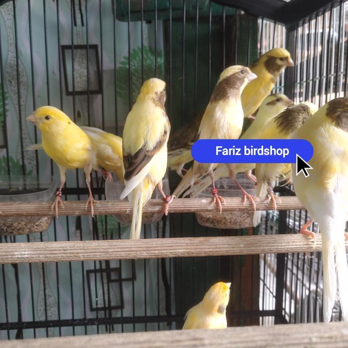 BURUNG KENARI F1 YS IMPORT ( RING FOI ) USIA 1,5 BULAN