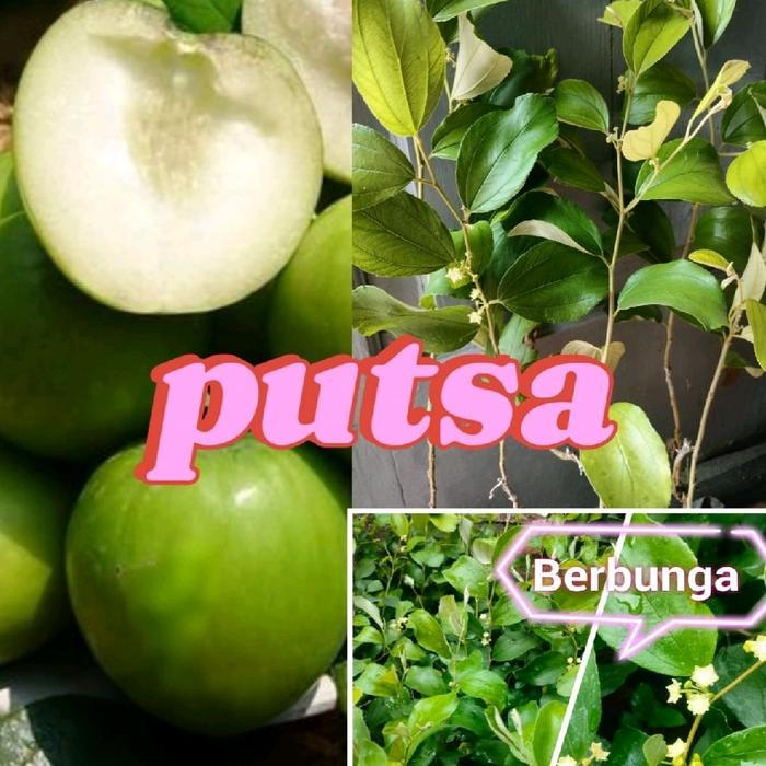 READY STOCK benih apel putsa bidara India