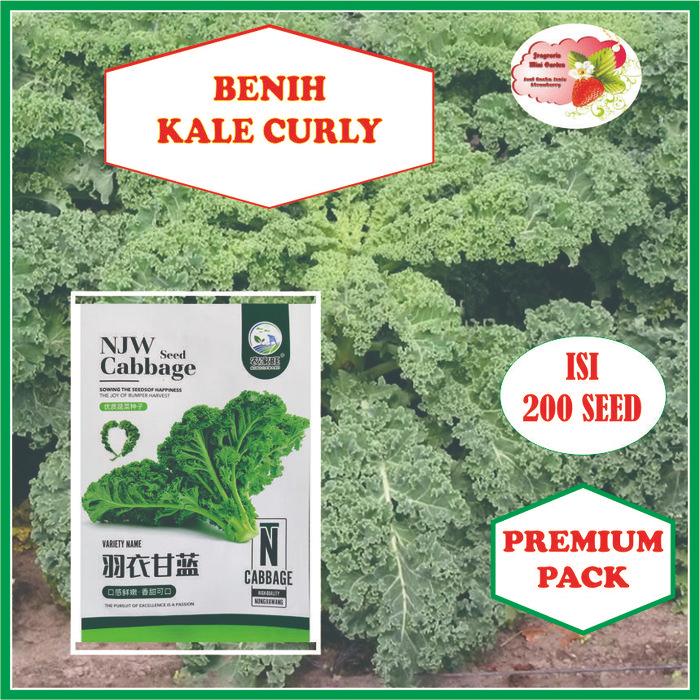 BENIH SAYUR KALE CURLY BIJI
