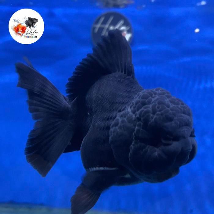 Oranda Black Goldfish Ikan Mas Koki Oranda Terbaru 