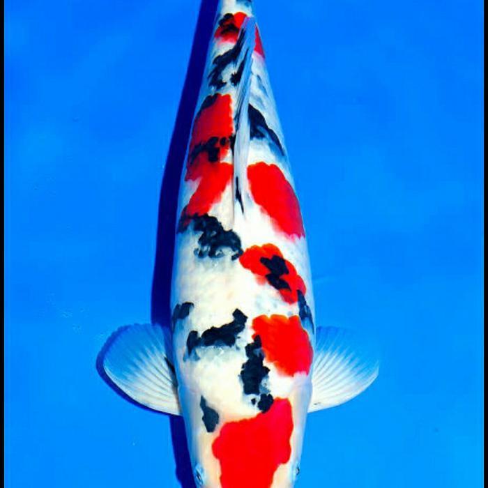 Ikan Koi Sanke Blitar Terbaru 