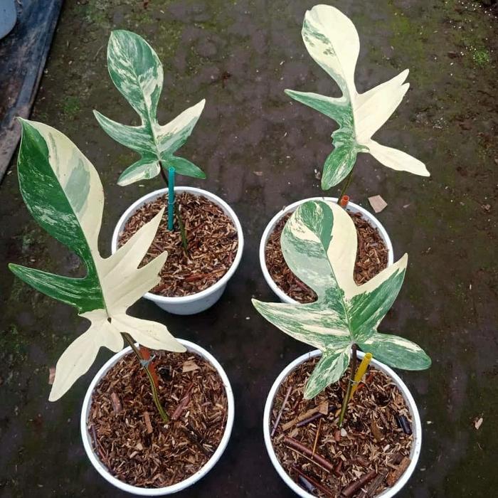 Yuxurystore- Philodendron Florida Beauty Variegata - Flobe Variegata
