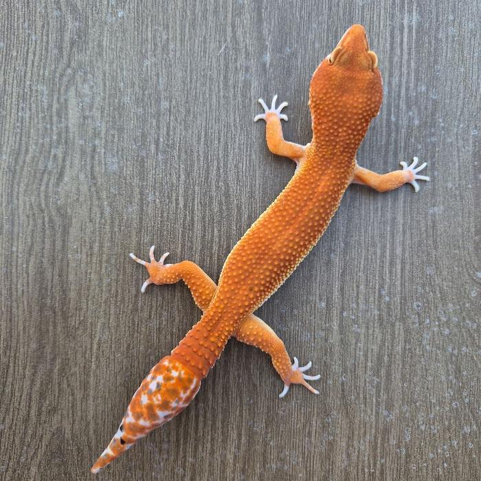 Ready Gecko SHTCTB jantan SM039