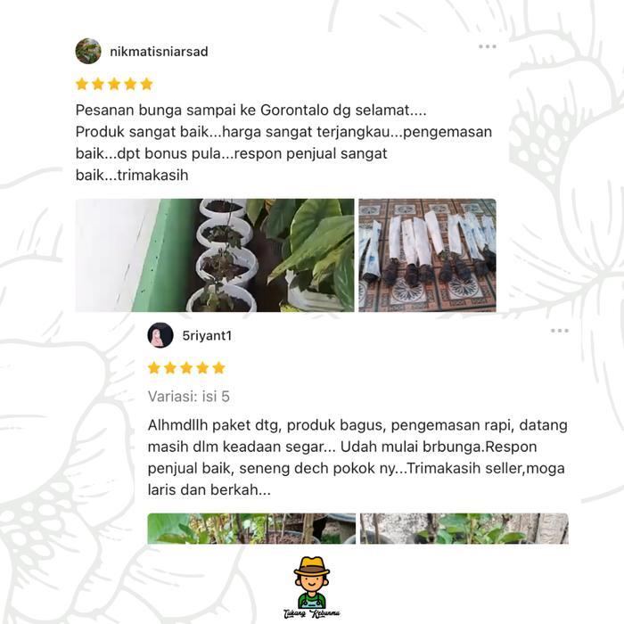 Tanaman Hias Cemara Uedent Daun Perak, Cocok Untuk Bonsai