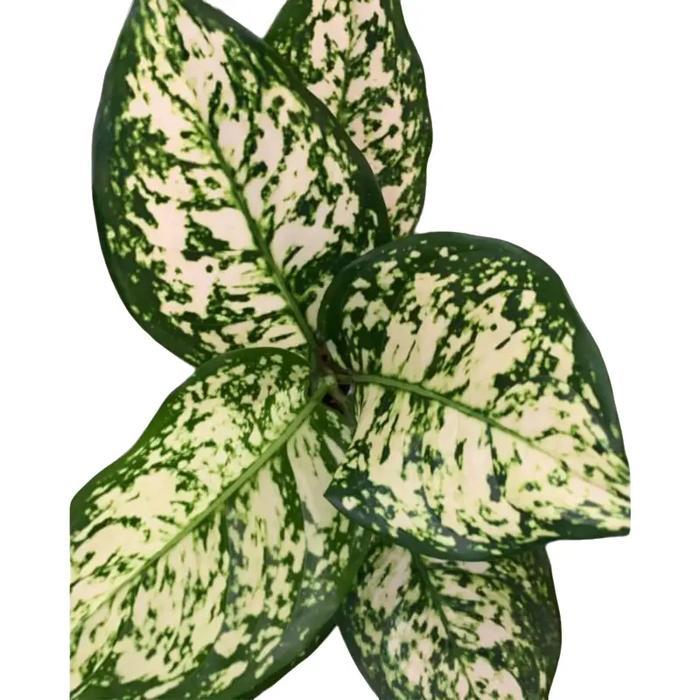 Justfriend_10 Aglonema Dud White Anjamani/Dut White Anjamani Daun
