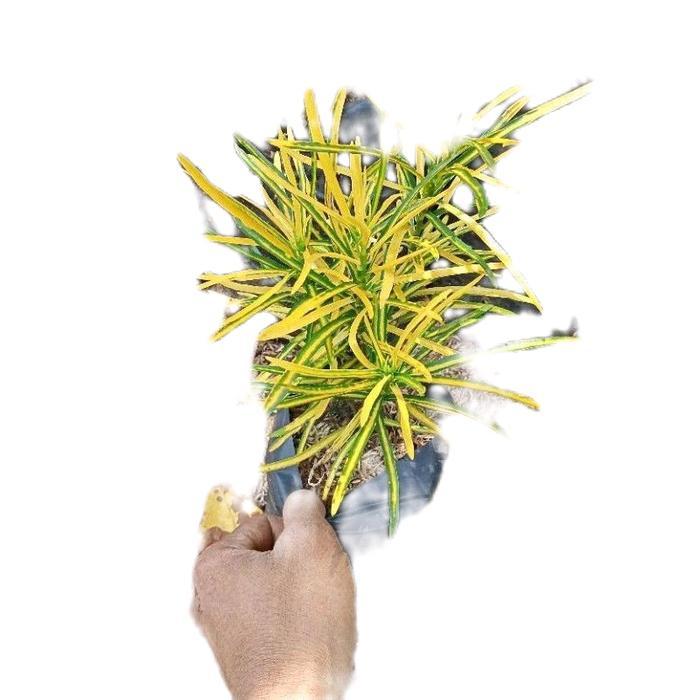 tanamanhias puring teri - tanaman puring - puring teri Hijau