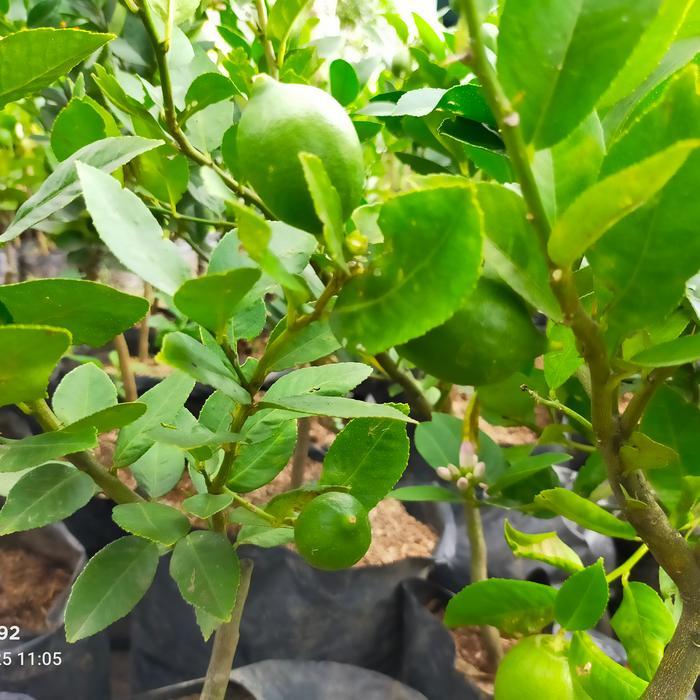 Bibit Tanaman Buah Jeruk Lemon Sudah Berbuah Bibit Jeruk Lemon Berbuah Lebat