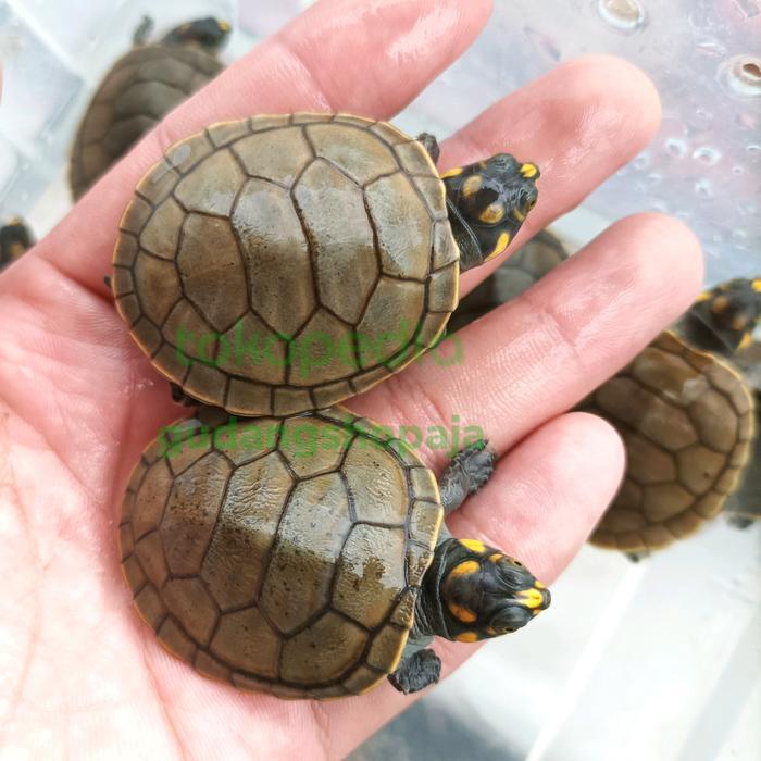 SALE KURA BADUT UNIFILIS BAGUS